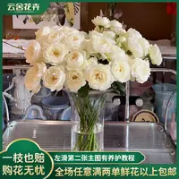 【云舍花卉】【白羽】多头玫瑰 全场任意满两单及以上鲜花包邮