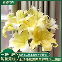 【云舍花卉】【皇帝】单瓣百合全场任意满两单及以上鲜花包邮直发