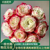 【云舍花卉】【苹果杰克】单头玫瑰全场任意满两单及以上包邮