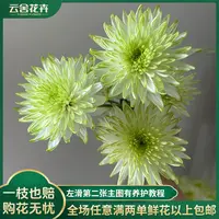 【云舍花卉】【绿天赞】小菊 全场任意满两单及以上鲜花包邮发货