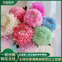  【云舍花卉】混色牡丹菊【吸色】 全场任意满两单及以上鲜花包邮发货