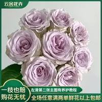 【云舍花卉】【海洋之心】单头玫瑰裙长任意满两单及以上鲜花包邮发货