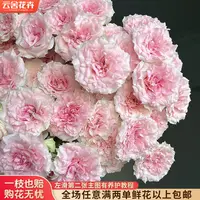 【云舍花卉】【情迷罗拉】多头玫瑰全场任意满两单及以上鲜花包邮