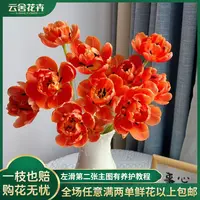 【云舍花卉】【香橙哒】方德郁金香 全场任意满两单及以上鲜花包邮