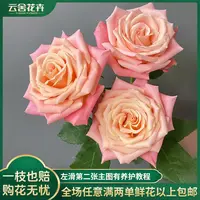 【云舍花卉】【方德荷冠】【朱小姐】单头玫瑰 全场任意两单及以上包邮