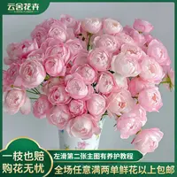 【云舍花卉】超稀有【草莓杏仁饼】多头玫瑰 任意满两单及以上包邮