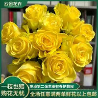 【云舍花卉】【方德荷冠】暮光单头玫瑰两单或以上包邮精选派送