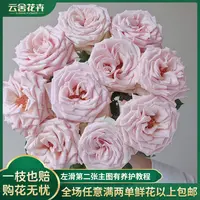 【云舍花卉】【姆齐亚小姐】多头玫瑰 任意满两单及以上鲜花包邮发货