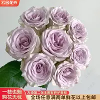 【云舍花卉】【海洋之心】单头玫瑰裙长任意满两单及以上鲜花包邮发货