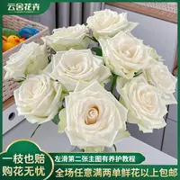 【云舍花卉】【白雪山】单头玫瑰 全场任意满两单及以上鲜花包邮