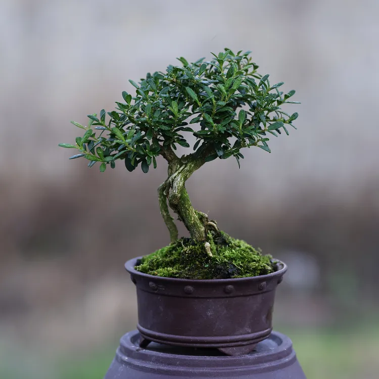 [吾珠]精品贵州小盆景.贵米黄杨米叶黄杨龙里珍珠黄杨.熟桩