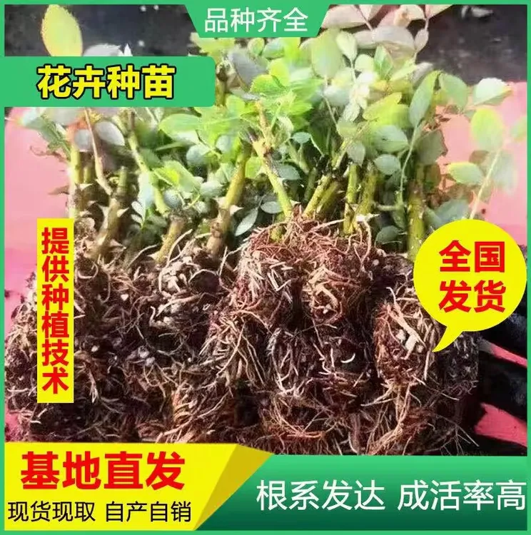 基地直供云南滇红墨红玫瑰花苗食用玫瑰苗大马士革四季平阴玫瑰苗