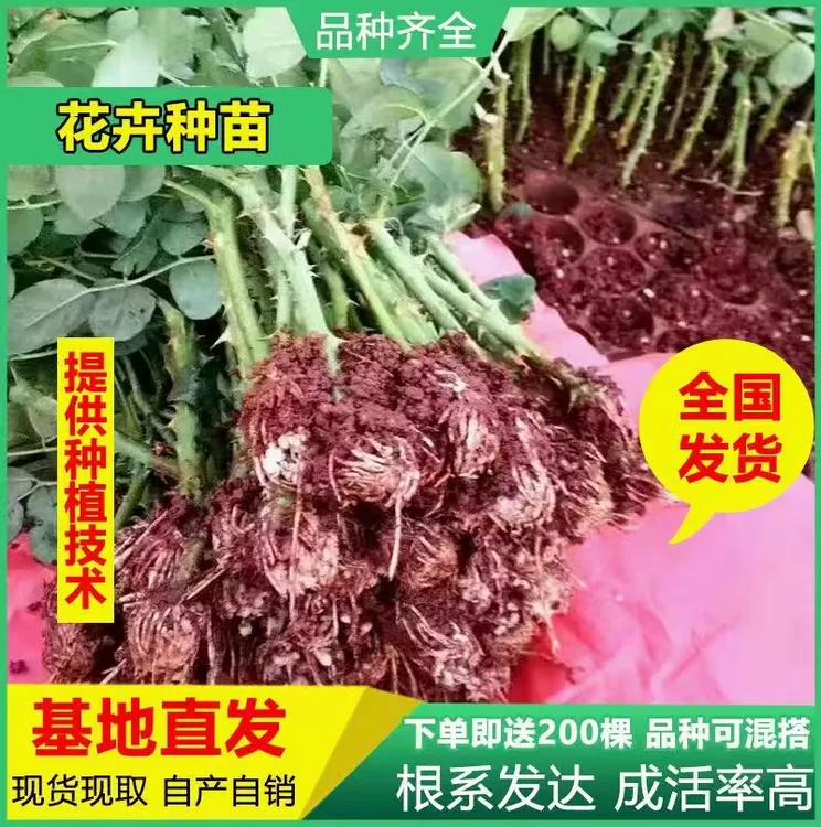 云南玫瑰苗月季花苗大花红玫瑰鲜切花种苗裸根扦插小苗四季开花