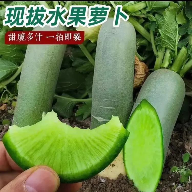 东北萝卜 水果萝卜 翡翠萝卜现挖现发 鲜脆多汁 5斤包邮