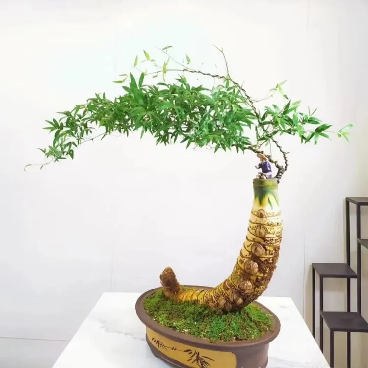 小叶簕竹生桩植物可用于庭院前台美观观叶室内名贵品种