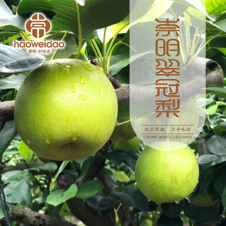 崇明好味道｜翠冠梨5-10斤 绿色认证 皮薄肉柔嫩汁水多 顺丰到家