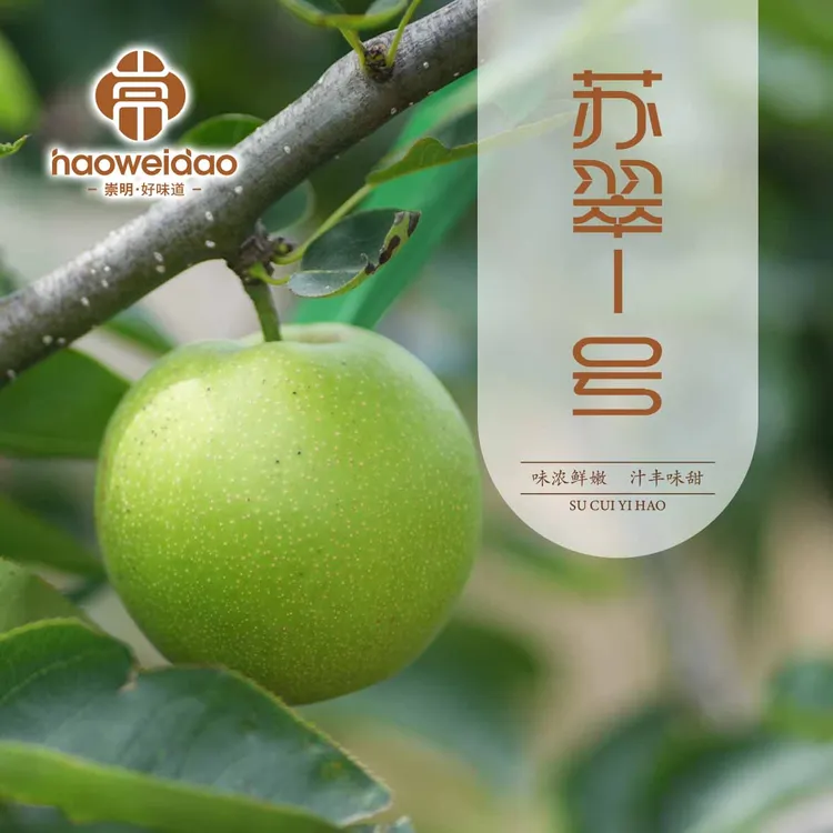 崇明苏翠蜜梨新鲜采摘5-10斤皮薄肉嫩汁水多脆甜
