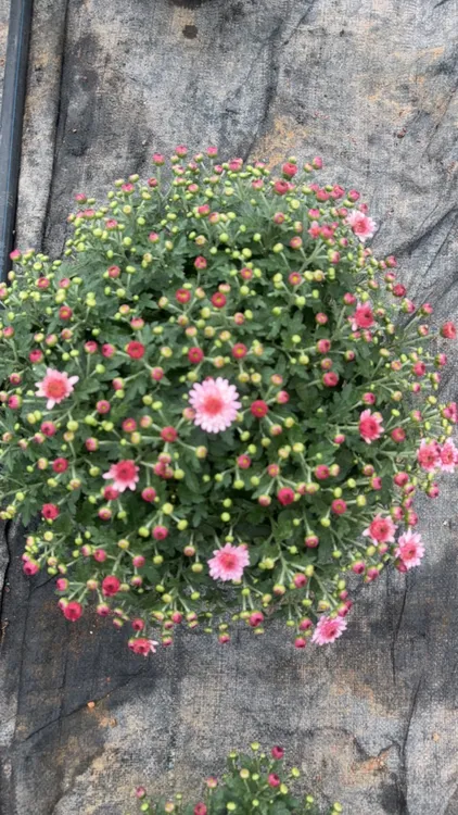 直播一物一拍一加仑千头球菊（不包邮，须拍运费才能发货小雏菊）