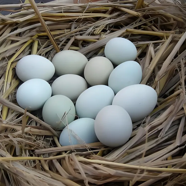 【混装4.5/5斤】绿壳25枚粉壳25枚到手50枚