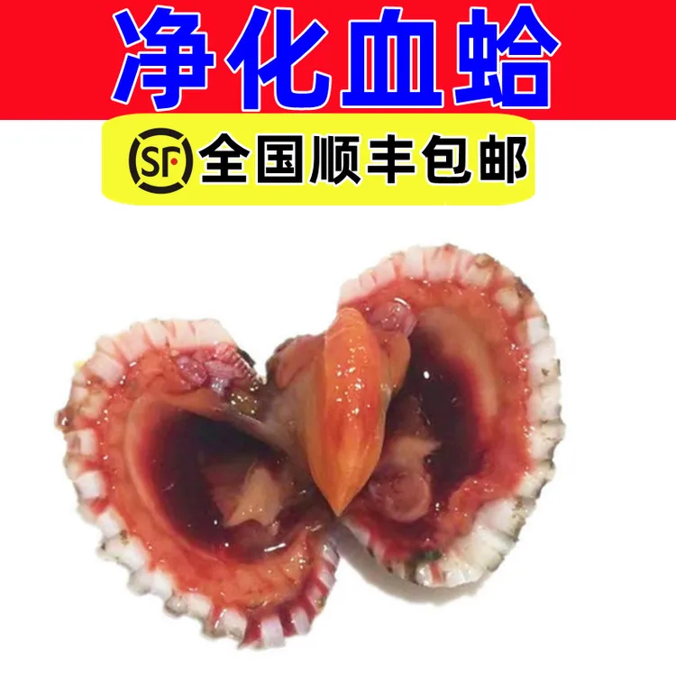 高端净化正宗血蛤海鲜顺丰包邮直发永峰家三门大血蛤1000g【非腌制