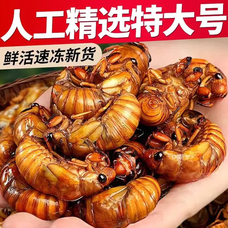 【顺丰京东包邮】2025新鲜金蝉知了金蝉
