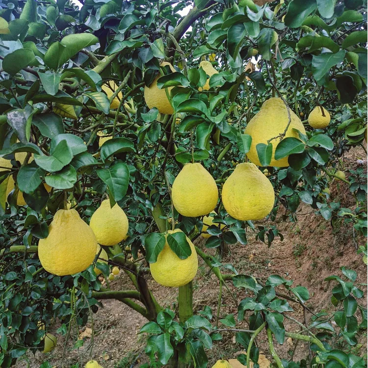 容县沙田柚（高山）礼盒装