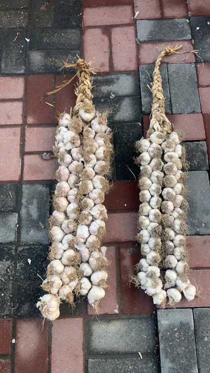 宝坻紫皮四六瓣大蒜