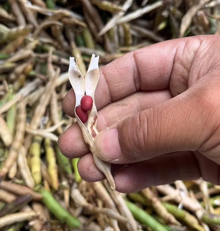 24年本地红小豆 不抛光 皮薄肉厚 开锅就烂 做豆馅 熬稀饭 口口香