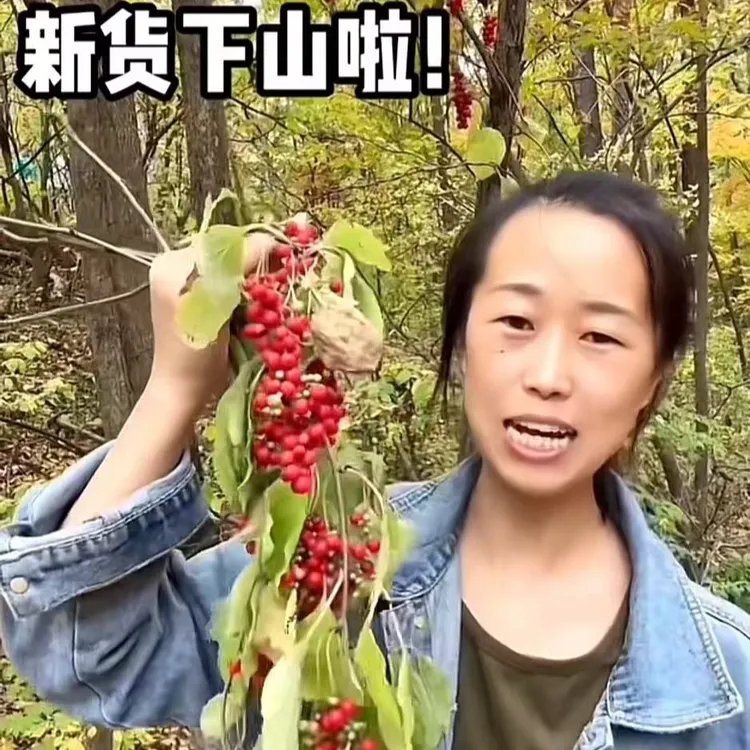长白山正宗北五味子，新鲜采摘，鲜果，2斤起发