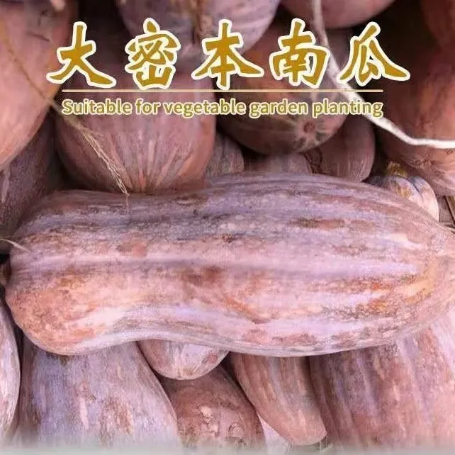 大蜜本南瓜粉面蜜本南瓜早熟四季蔬菜种籽送肥料