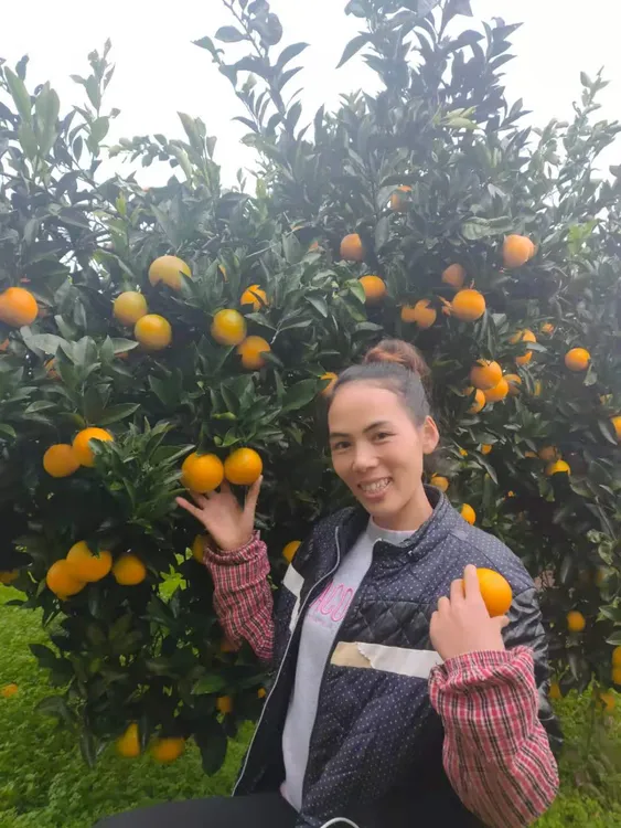 麻阳冰糖橙大中小混装（净重9斤）