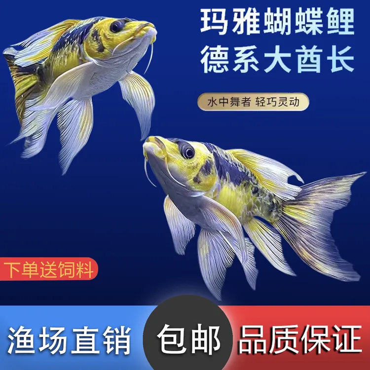 [新客立减]直播专用德系玛雅蝴蝶鲤大酋长好养耐活耐寒冷水观赏鱼