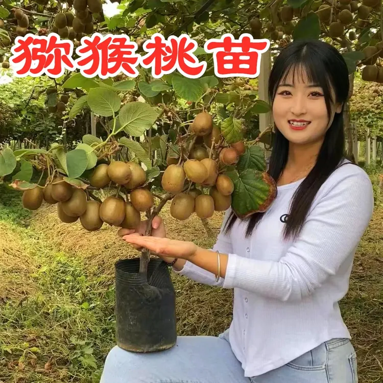 猕猴桃树苗当年结果南方北方种植盆栽地栽红心猕猴桃苗
