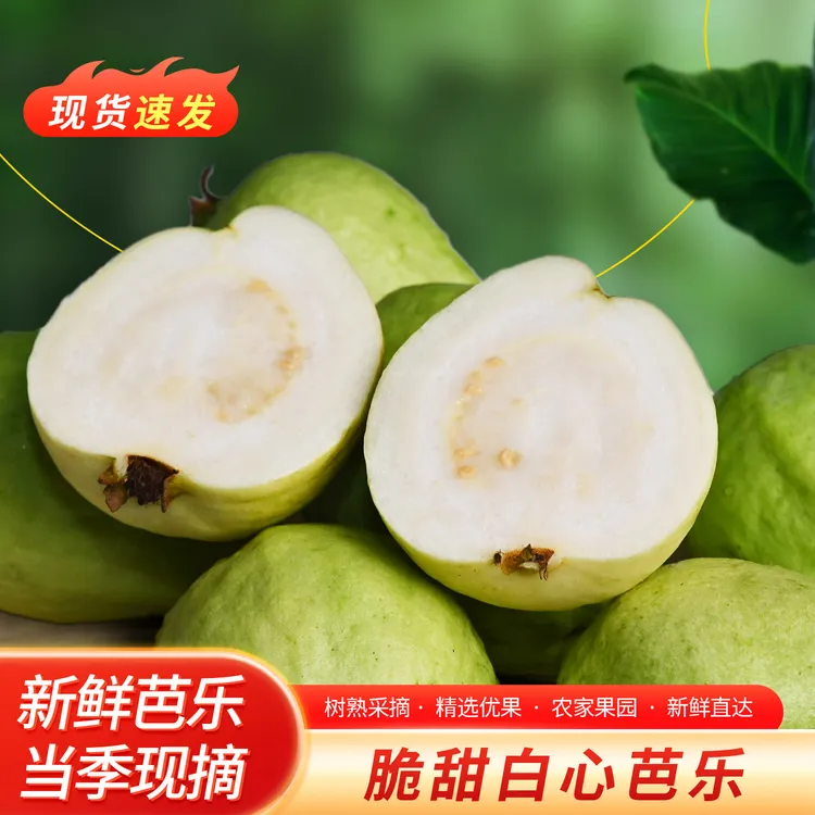 【脆甜白心芭乐】广东番石榴酸梅陈皮粉新鲜现摘珍珠芭乐产地直发