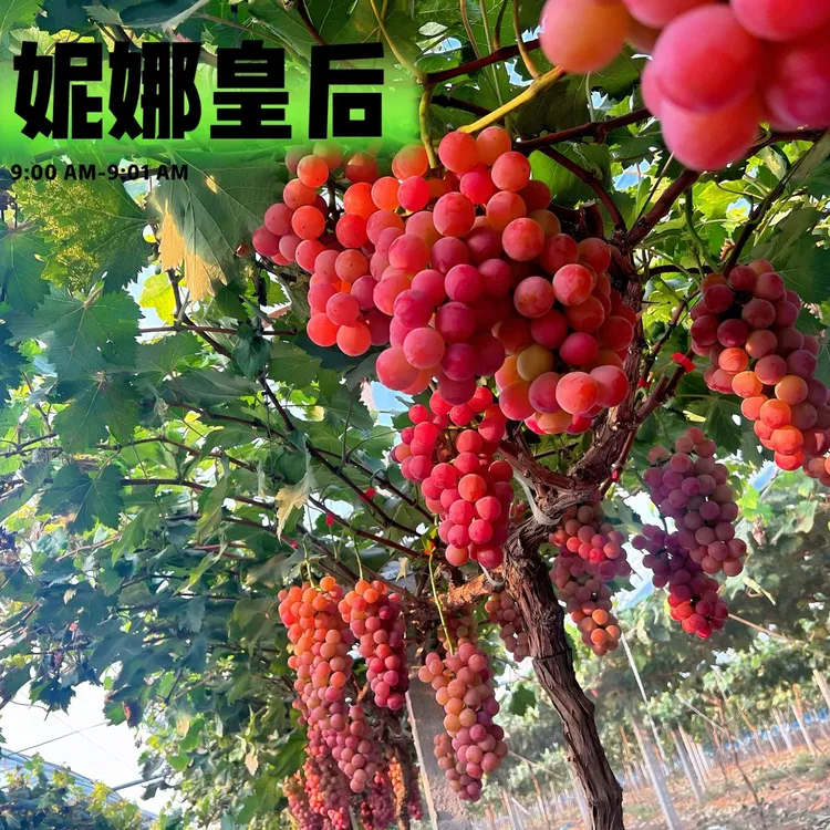 【顺丰包邮】妮娜皇后葡萄 葡萄中的天花板 自然上色 新鲜采摘