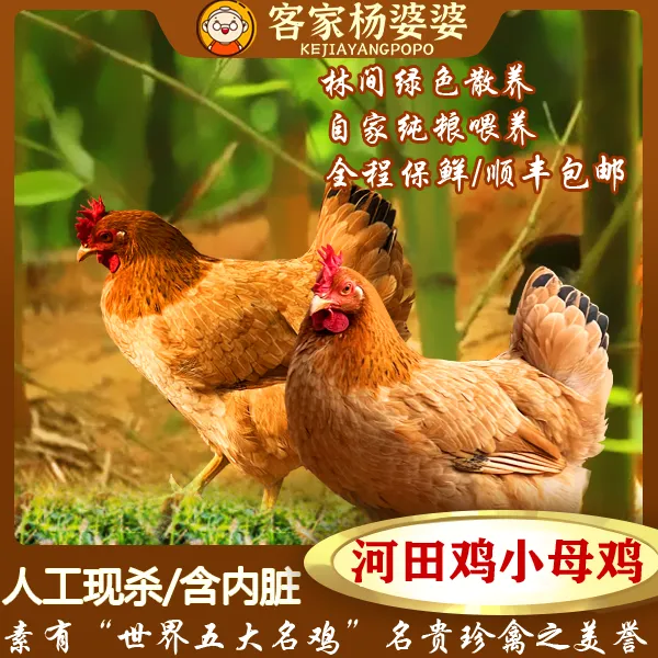 【小母鸡】河田鸡正宗福建长汀特产土鸡山间散养稻谷喂养冷链运输
