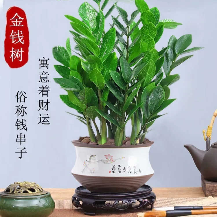金钱树盆栽办公室钱串子耐旱植物室内客厅绿植花卉发财树吸甲醛