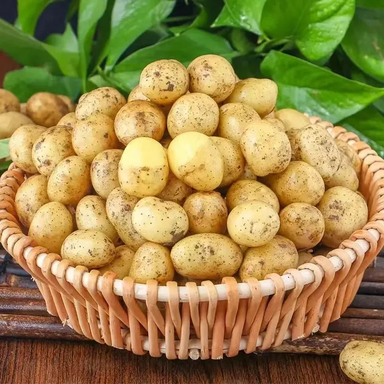 贵州特产黄皮黄心土豆 新鲜2025现挖洋芋 马铃薯 5斤8斤包邮 食用