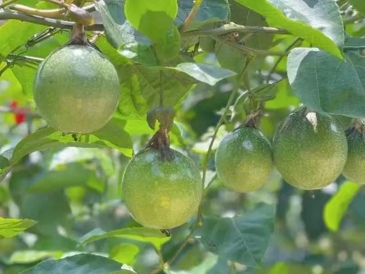 （顺丰包邮）高品质香夏日味口感纯甜新鲜采摘汁水饱满应季水果香甜