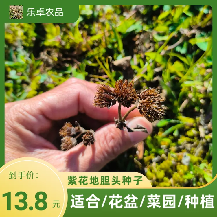 紫花地丁地胆头种子苦地胆头地胆头草10g～250克地胆头叶子紫色