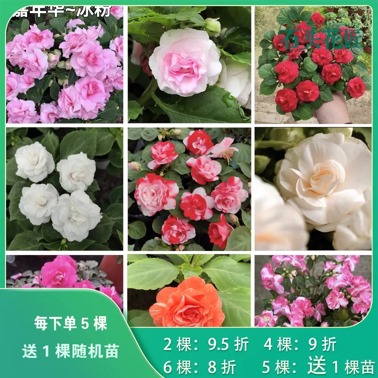 石头花匠重瓣凤仙花12个品种 水梅花阳台四季花卉盆栽指甲花