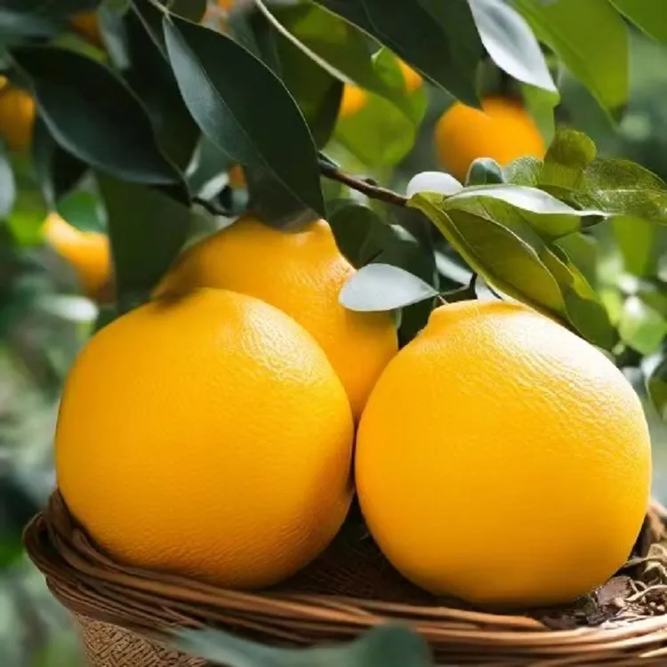 浙江正宗常山老树胡柚20斤价格衢州特产地直销直播卖货第一名柚子