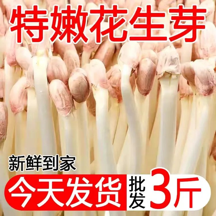 【特价】现采新鲜花生芽新鲜蔬菜可吃花生豆芽菜食用花生苗芽苗菜