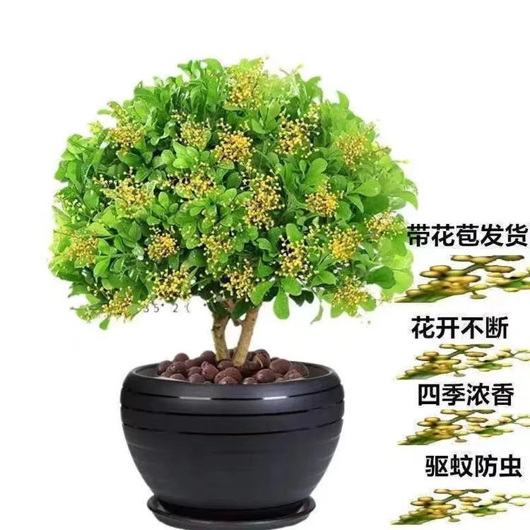 带花苞香水米兰花盆栽花卉植物四季开花浓香好养老桩盆景驱蚊绿植