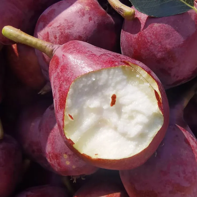 红啤梨现摘新鲜应季水果啤酒梨红梨红皮梨太婆梨放软吃糯甜3-5斤