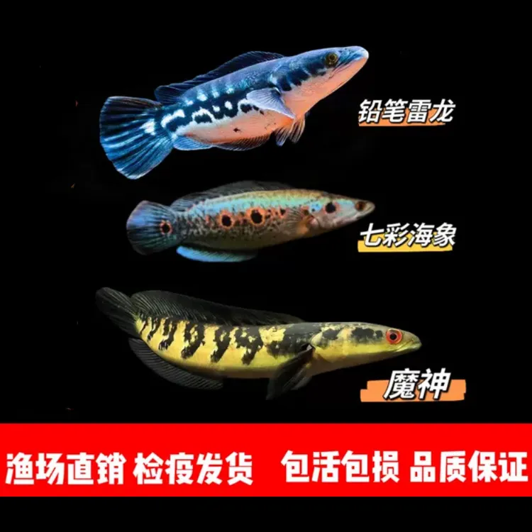 黄魔神雷龙 铅笔苗 铅笔雷龙大型热带观赏鱼皮实好养耐活猛鱼