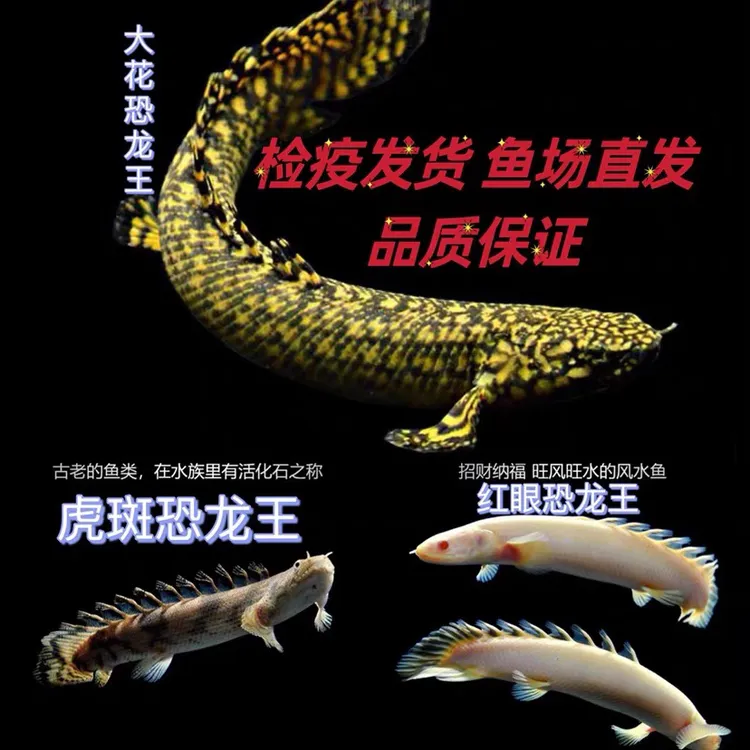 虎斑恐龙鱼红眼九角恐龙大型热带观赏鱼底层鱼