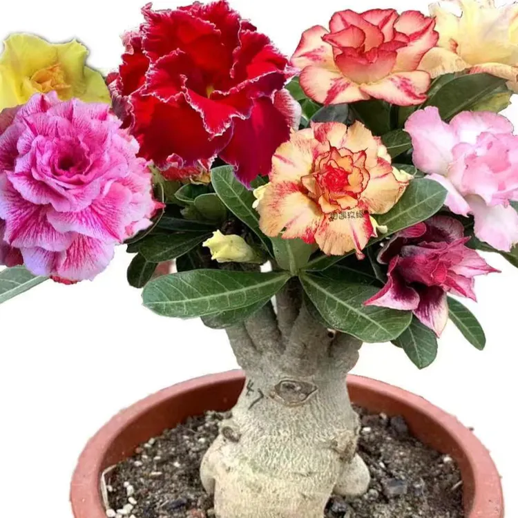 沙漠玫瑰盆栽四季开花小老桩耐热耐旱阳台花卉多肉植物