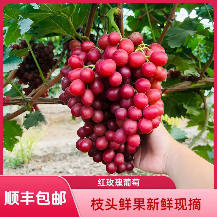 【顺丰包邮】中华红玫瑰葡萄新鲜孕妇吃无籽无核纯甜玫瑰香