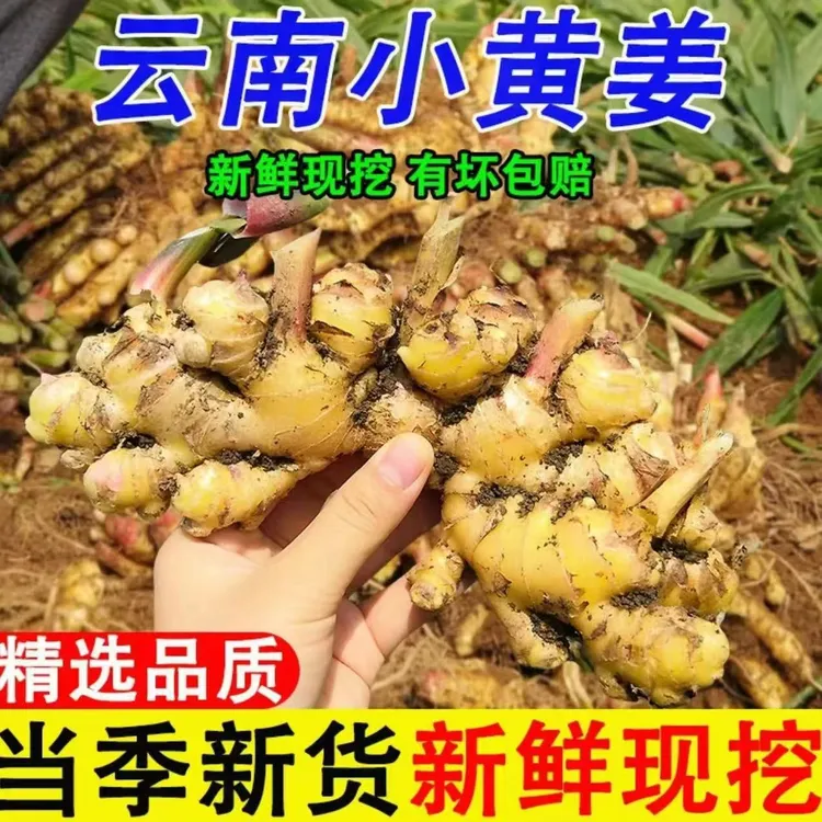 《电商助农》云南小黄姜新鲜嫩姜嫩姜芽现挖红芽仔姜新鲜小黄姜